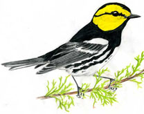 Malkolm's drawing of a Golden Cheeked Warbler.