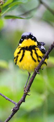 Magolia Warbler.