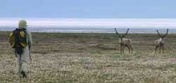Malkolm walking with bull caribou (from the film Malkolm the Birder Boy).