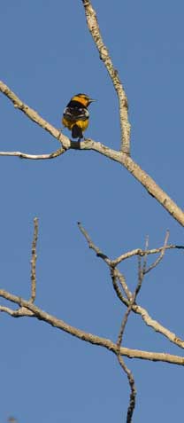Bullock's Oriole.