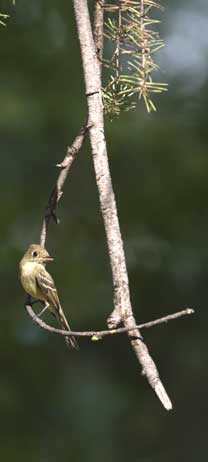 Pacific Slope Flycatcher.