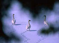 Swan Haven by Peter Mather.