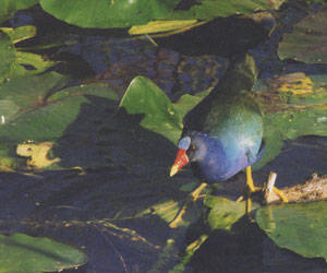 Malkolm's photo of a Purple Gallinule.