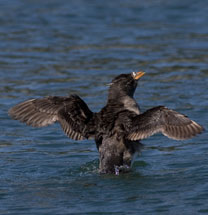 Rhinocerous Auklet.