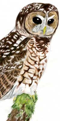 Malkolm's drawing of a Spotted Owl.