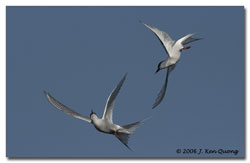 Tern Ballet 2 by Ken Quong.