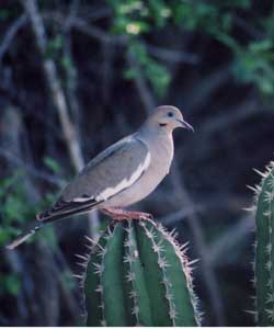 Malkolm's photo of a White-winged Dove.