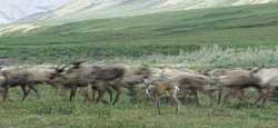 Caribou calf and the migrating Porcupine Caribou Herd.