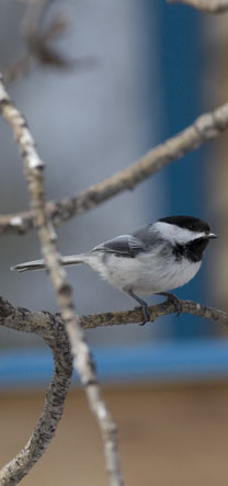 Malkom's photo of a Black-capped Chickadee.