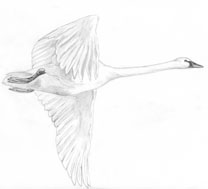 Malkolm's drawing of a flying Trumpeter Swan.