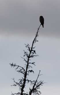 Malkolm's Hawk Owl photo.