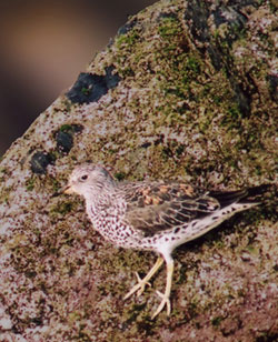 Malkolm's photo of a Surfbird.