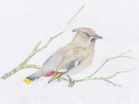 Malkolm's drawing of a Bohemian Waxwing.
