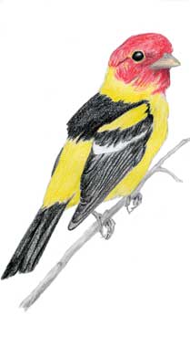 Malkolm's drawing of a Western Tanager.