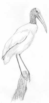 Malkolm's drawing of a Woodstork.